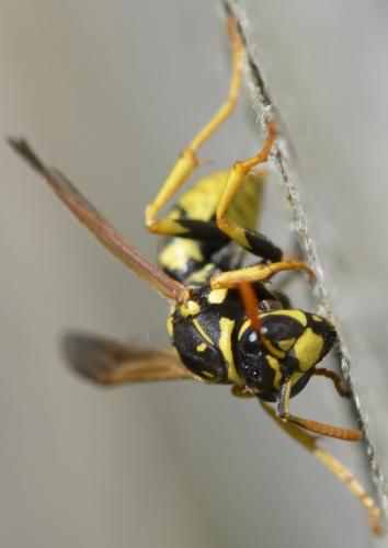Polistes dominula
